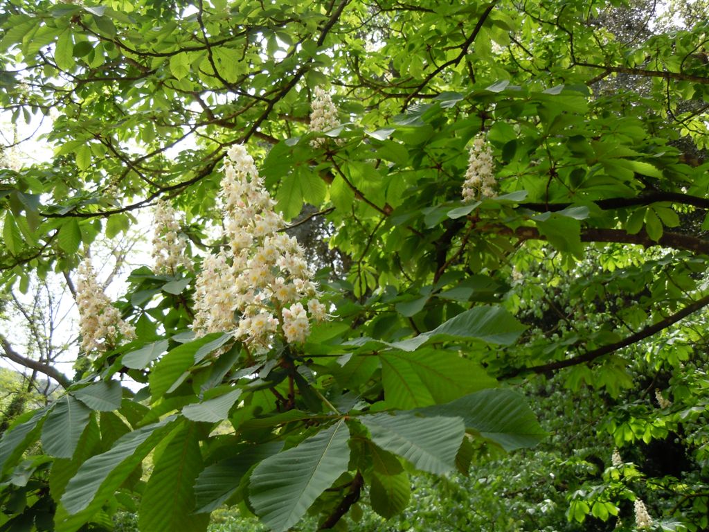 Aesculus hippocastanum / Ippocastano